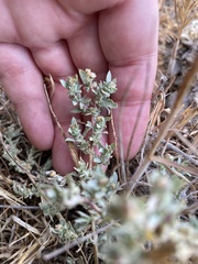 Atriplex coulteri