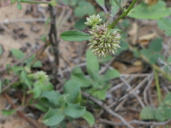 Allmania nodiflora