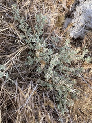 Atriplex coulteri