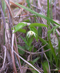 Disporum smilacinum
