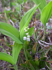 Convallaria keiskei