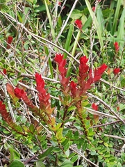 Agapetes lacei