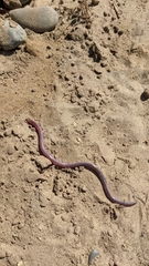 Amphisbaena townsendi