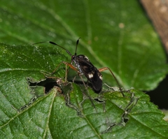 Harpocera thoracica