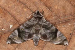 Acosmeryx pseudonaga