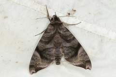 Acosmeryx pseudonaga