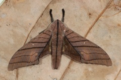 Marumba cristata titan
