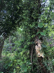 Psychotria serpens