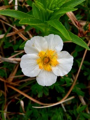 Geum pentapetalum