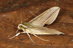 Cechetra lineosa