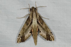 Eupanacra regularis
