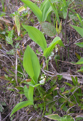Convallaria keiskei