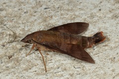 Macroglossum corythus