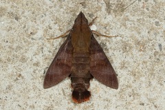Macroglossum corythus