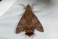 Macroglossum corythus