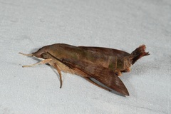 Macroglossum corythus
