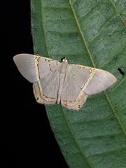 Phrygionis privignaria