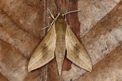 Theretra sumatrensis