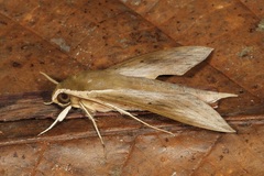 Theretra sumatrensis