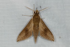 Theretra sumatrensis