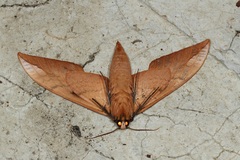 Clanis undulosa