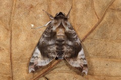 Acosmeryx pseudonaga