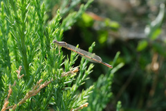 Enallagma cyathigerum