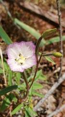 Clarkia amoena caurina