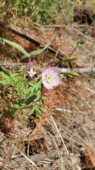 Clarkia amoena caurina