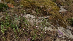 Clarkia amoena caurina