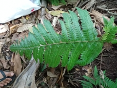 Tectaria subsageniacea