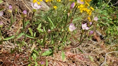 Clarkia amoena caurina