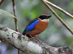 Pitta moluccensis