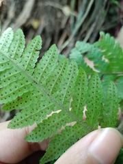 Tectaria subsageniacea