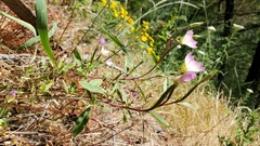 Clarkia amoena caurina