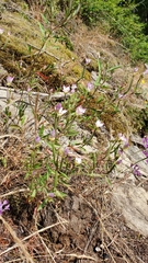 Clarkia amoena caurina