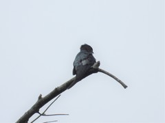 Hemiprocne longipennis