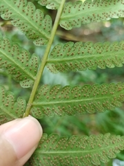 Pleocnemia conjugata