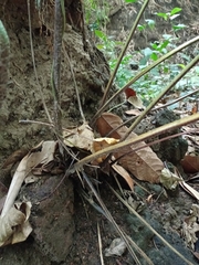 Pleocnemia conjugata