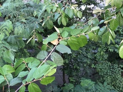 Pterospermum heterophyllum