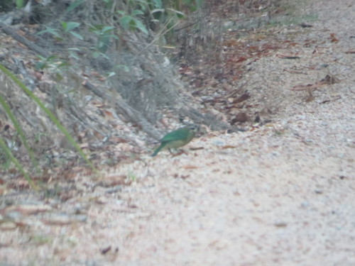 Ailuroedus maculosus