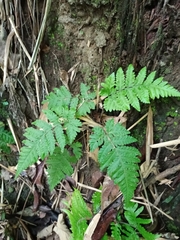 Tectaria subsageniacea