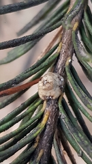 Ceroplastes sinensis