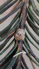 Ceroplastes sinensis