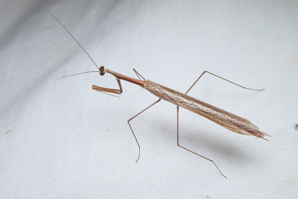 Thespoidea