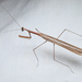 Slim Mexican Mantis - Photo (c) Mason S., some rights reserved (CC BY-NC), uploaded by Mason S.