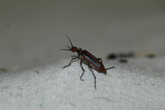 Pyrota tenuicostatis