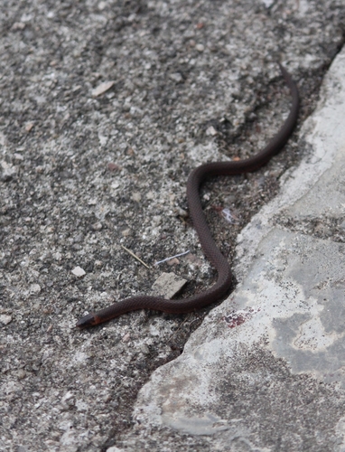 Blyth's Reticulate Snake