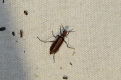 Pyrota tenuicostatis