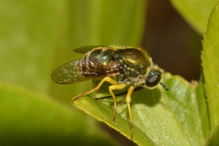 Eulonchus sapphirinus